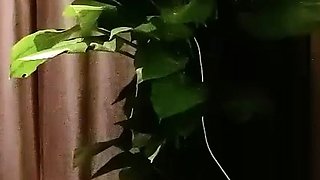 Japanese teen hardcore masturbating at Asian chatroom