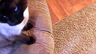 Brunette teen juicy blowjob ends with facial