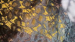 Black colour transparent dress