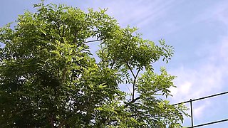 Hardcore Asian Japanese Orgy Session