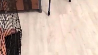 Amateur Blonde Chick Strips To Thong