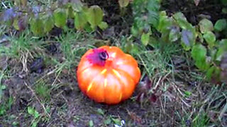Preparation for Halloween
