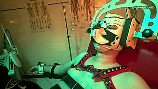 Playing Puppies the Second Examination