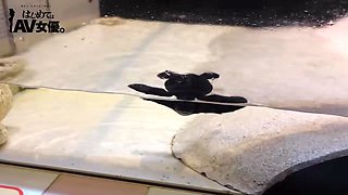 0011585_ベロチュウ ベロチュー 童貞などが含まれている