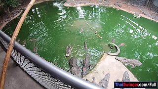 Crocodiles munching and Thai GF cumming