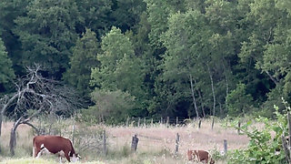 Getting Excited Outside the Chicken Coop