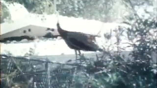 Classic Porn Dvds: Weekend Cowgirl: Part 5