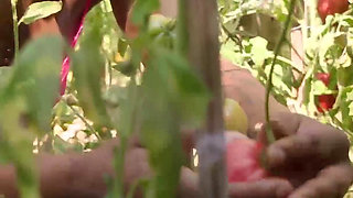 Spicyxmina in the Greenhouse with an Eggplant