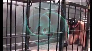 Pegging Training for Guys Who Love Anal - Femdom Strap-On Fun