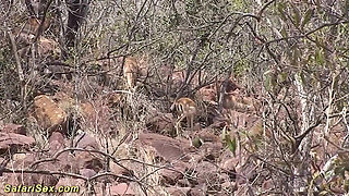 African housewife rough banged by sex tourist