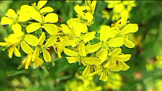 Hot Desi Boudi Homemade   Hardcore Bangla Boudi Devar Sex With Loud Moans And Cumshot