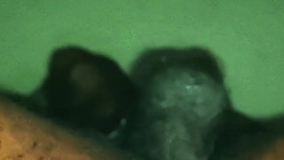 Cum-lombian Shots