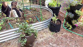 Destination Kats Funny Indoor Plant Haul