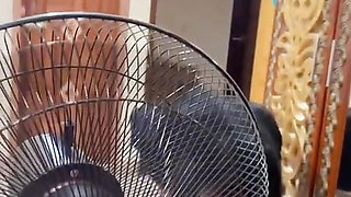 Desi teen girl video
