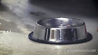 Petplay - The Perverted Doggy Show