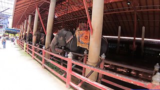 Feeding elephants and sex at home after with big ass Thai GF