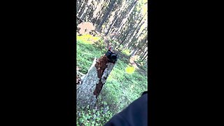 Fucking with a Stranger in the Forest