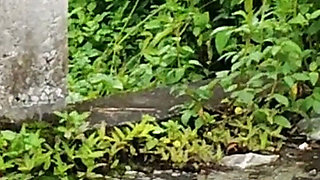 Village Bhabhi Sonali Fucked on the Road