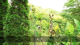 0006823_JAV_JapaneseAV_Censored_MGS_19min