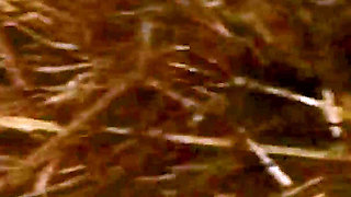 Fields of Desire - Country Temptation.