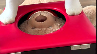 How much would you like to be the teddy bear in the box?
