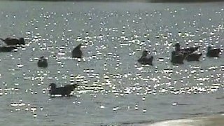 Three lesbian dyke amateur babes use strapon in shower