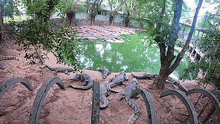 Crocodiles munching and making his amateur Thai GF cum hard