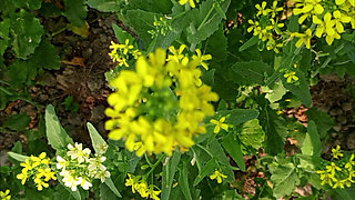 Bengali Wife First Time Video - Wet Pussy fingering 2026