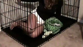 Amber: Unassisted Messing in Cage