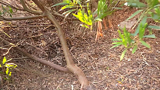 Sucking on the Beach
