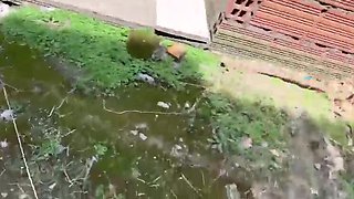 Neighbor Pays Latina Amateur With Big Booty For Outdoor Sex - Fabercito & Emelyn Hot