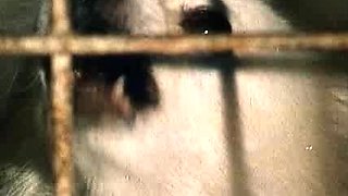 Amateur ebony big cock fucking and facial finale