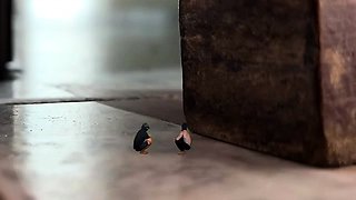 Giantess Hajar - The Sleeping Giantess Tiny Thieves Fx